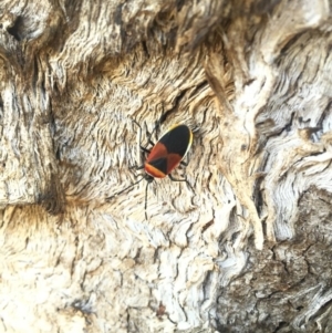 Dindymus versicolor at Hackett, ACT - 5 Sep 2015