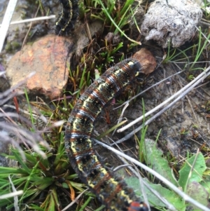 Apina callisto at Hackett, ACT - 5 Sep 2015 04:24 PM