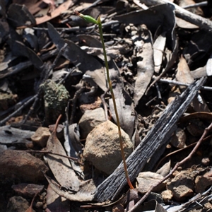 Speculantha rubescens at Point 5805 - suppressed