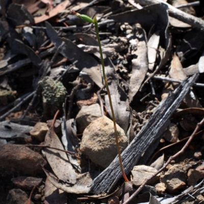 Speculantha rubescens (Blushing Tiny Greenhood) at Black Mountain - 19 Mar 2016 by David
