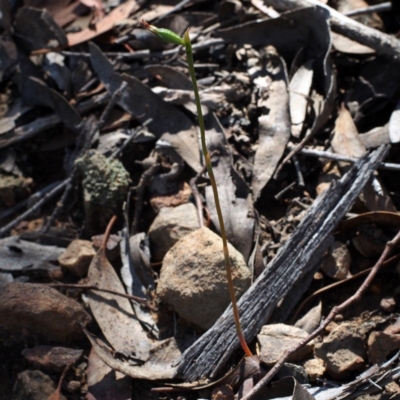 Speculantha rubescens (Blushing Tiny Greenhood) at Acton, ACT - 19 Mar 2016 by David