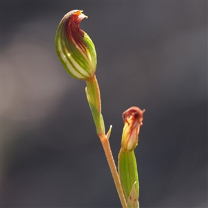 Speculantha rubescens at Point 5805 - suppressed