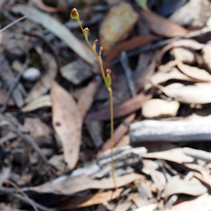 Speculantha rubescens at Point 5805 - 19 Mar 2016