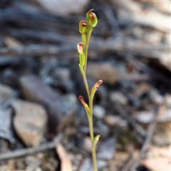 Speculantha rubescens at Point 5805 - 19 Mar 2016