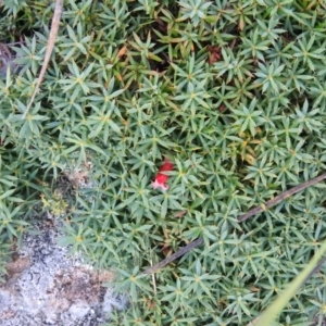 Styphelia humifusum at McQuoids Hill - 14 Mar 2016