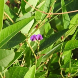 Hardenbergia violacea at McQuoids Hill - 14 Mar 2016 09:16 AM