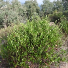 Hardenbergia violacea at McQuoids Hill - 14 Mar 2016