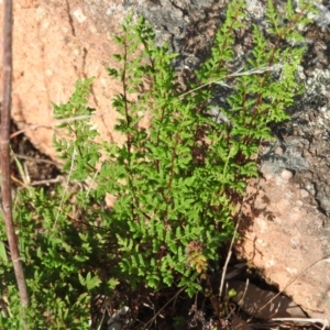 Cheilanthes sieberi at McQuoids Hill - 14 Mar 2016