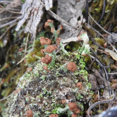 Cladonia sp. (genus) (Cup Lichen) at McQuoids Hill - 13 Mar 2016 by ArcherCallaway