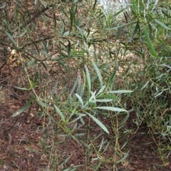 Acacia rubida (Red-stemmed Wattle, Red-leaved Wattle) at McQuoids Hill - 13 Mar 2016 by ArcherCallaway