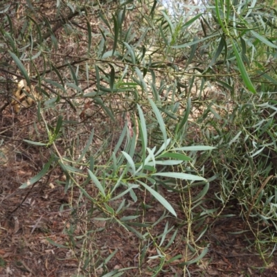 Acacia rubida (Red-stemmed Wattle, Red-leaved Wattle) at Kambah, ACT - 13 Mar 2016 by RyuCallaway