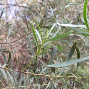Acacia rubida at Kambah, ACT - 14 Mar 2016