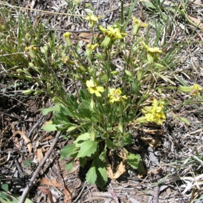 Velleia paradoxa (Spur Velleia) at Mount Ainslie to Black Mountain - 27 Oct 2014 by TimYiu