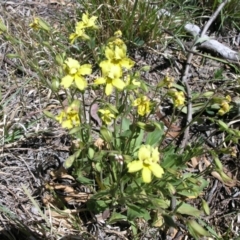 Goodenia paradoxa at Acton, ACT - 28 Oct 2014