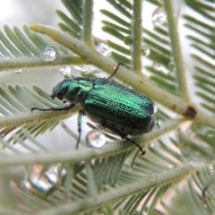 Diphucephala sp. (genus) (Green Scarab Beetle) at Pine Island to Point Hut - 5 Jan 2016 by michaelb