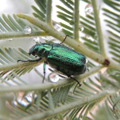 Diphucephala sp. (genus) (Green Scarab Beetle) at Greenway, ACT - 5 Jan 2016 by MichaelBedingfield