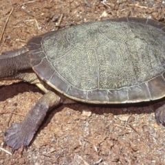 Emydura macquarii (Macquarie Turtle) at Boambolo, NSW - 1 Feb 1980 by wombey