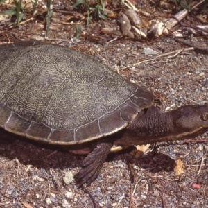 Emydura macquarii at Boambolo, NSW - 2 Feb 1980