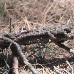 Amphibolurus muricatus (Jacky Lizard) at Mayfield, NSW - 27 Feb 1976 by wombey