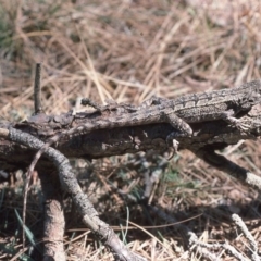 Amphibolurus muricatus (Jacky Lizard) at Mayfield, NSW - 26 Feb 1976 by wombey