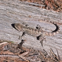 Amphibolurus muricatus at Mayfield, NSW - 27 Feb 1976