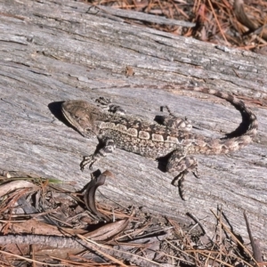 Amphibolurus muricatus at Mayfield, NSW - 27 Feb 1976 12:00 AM