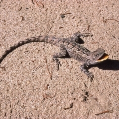 Amphibolurus muricatus at Mayfield, NSW - 27 Feb 1976