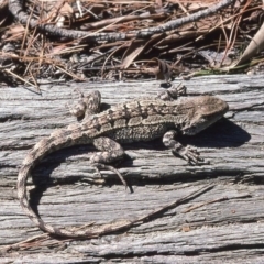 Amphibolurus muricatus at Mayfield, NSW - 27 Feb 1976 12:00 AM