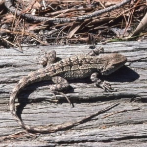 Amphibolurus muricatus at Mayfield, NSW - 27 Feb 1976