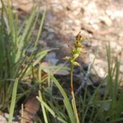 Corunastylis clivicola (Rufous midge orchid) at Gossan Hill - 19 Mar 2016 by MichaelMulvaney