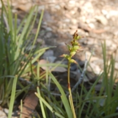 Corunastylis clivicola (Rufous midge orchid) at Bruce, ACT - 19 Mar 2016 by MichaelMulvaney