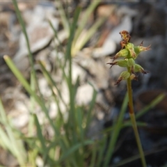 Corunastylis clivicola at Undefined Area - suppressed