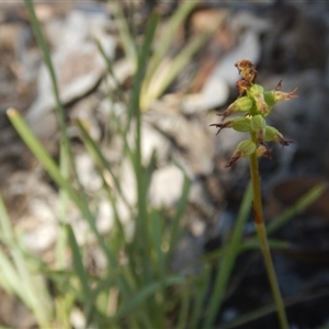 Corunastylis clivicola at Undefined Area - suppressed