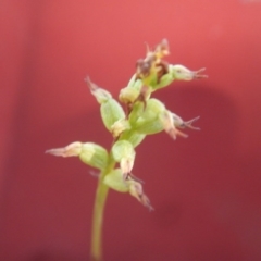 Corunastylis clivicola at Undefined Area - suppressed