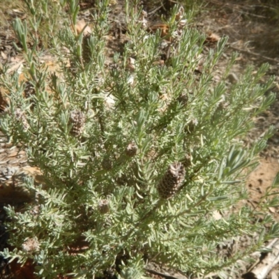 Lavandula stoechas (Spanish Lavender or Topped Lavender) at Bruce, ACT - 19 Mar 2016 by MichaelMulvaney