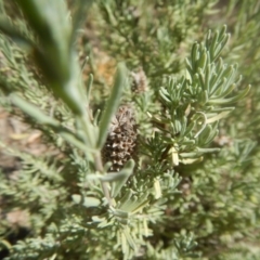 Lavandula stoechas at Bruce, ACT - 19 Mar 2016 03:07 PM