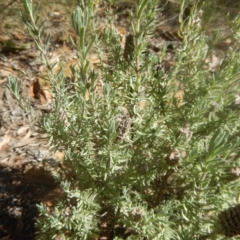 Lavandula stoechas at Bruce, ACT - 19 Mar 2016 03:07 PM