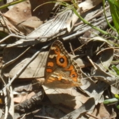 Junonia villida (Meadow Argus) at Bruce, ACT - 19 Mar 2016 by MichaelMulvaney