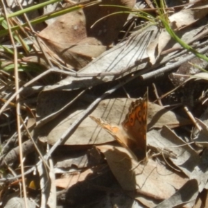 Junonia villida at Undefined Area - 19 Mar 2016 02:27 PM