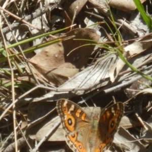 Junonia villida at Undefined Area - 19 Mar 2016 02:27 PM