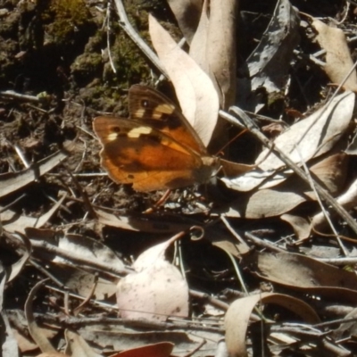 Heteronympha merope (Common Brown Butterfly) at Bruce, ACT - 19 Mar 2016 by MichaelMulvaney