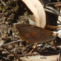 Heteronympha merope at Point 604 - 19 Mar 2016