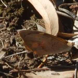 Heteronympha merope at Point 604 - 19 Mar 2016 02:26 PM