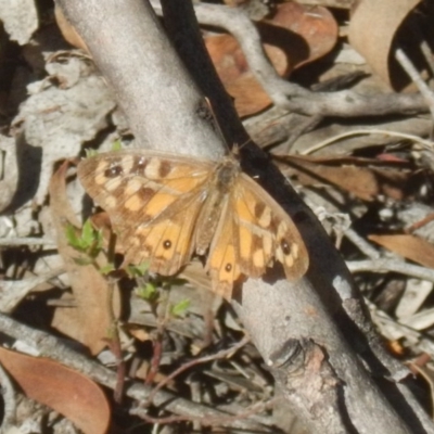 Geitoneura klugii (Marbled Xenica) at Bruce, ACT - 19 Mar 2016 by MichaelMulvaney