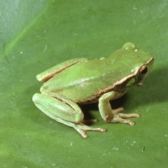 Litoria nudidigita (Narrow-fringed Tree-frog) at Mongarlowe River - 10 Jan 1977 by wombey