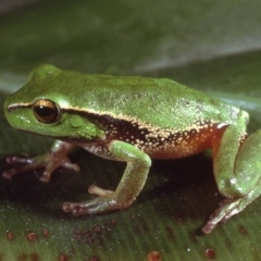 Litoria nudidigita (Narrow-fringed Tree-frog) at Mount Darragh, NSW - 15 Dec 1979 by wombey