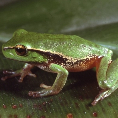 Litoria nudidigita (Narrow-fringed Tree-frog) at South East Forest National Park - 15 Dec 1979 by wombey