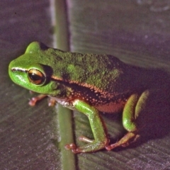 Litoria nudidigita at Mount Darragh, NSW - 16 Dec 1979