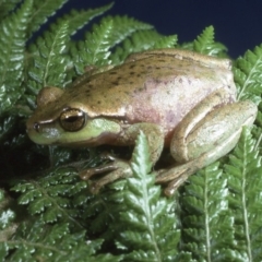 Litoria nudidigita (Narrow-fringed Tree-frog) at Bendora Reservoir - 6 Dec 1994 by wombey