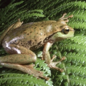 Litoria nudidigita at Namadgi National Park - 7 Dec 1994